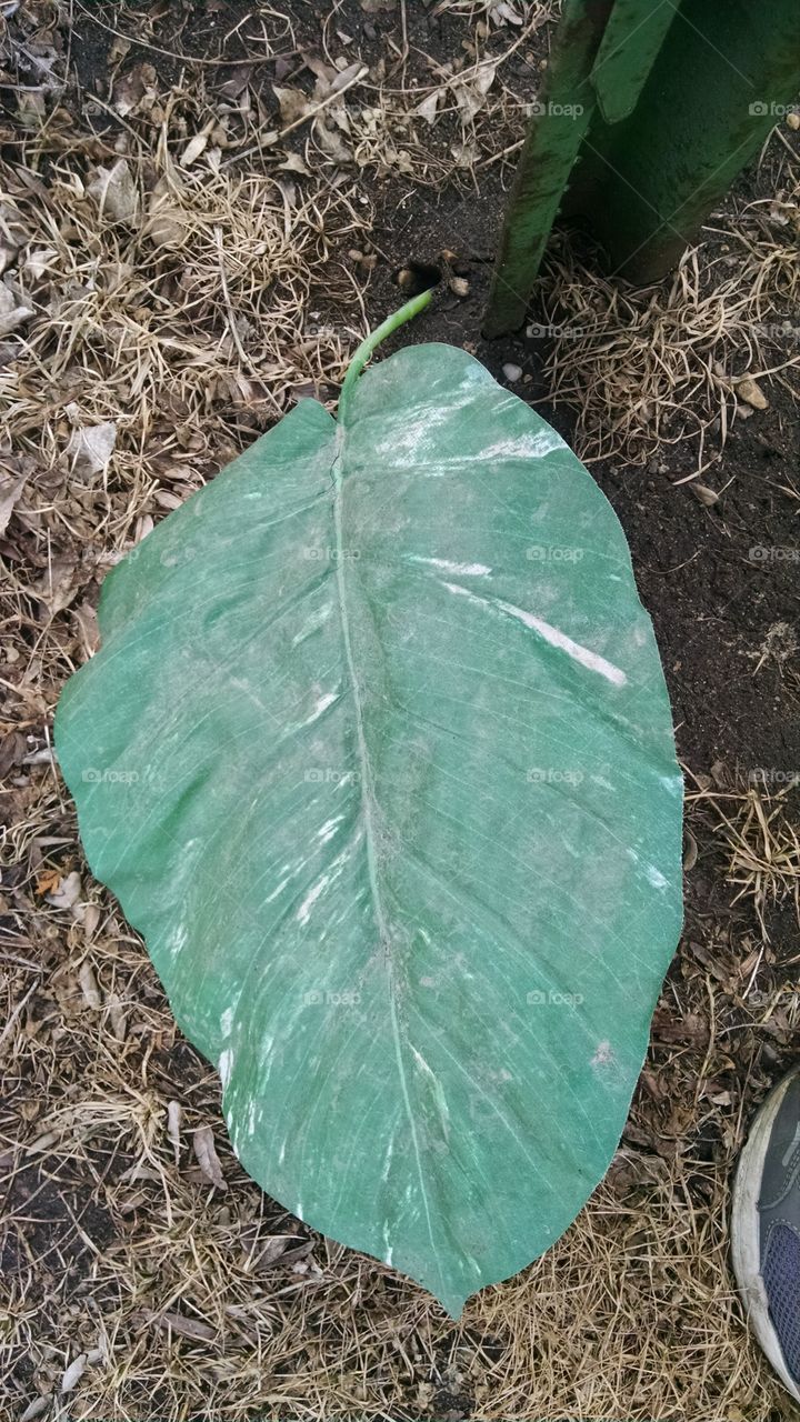 Leaf, No Person, Nature, Growth, Outdoors
