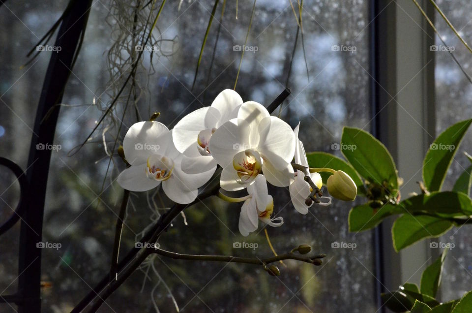 Phalaenopsis Orchids