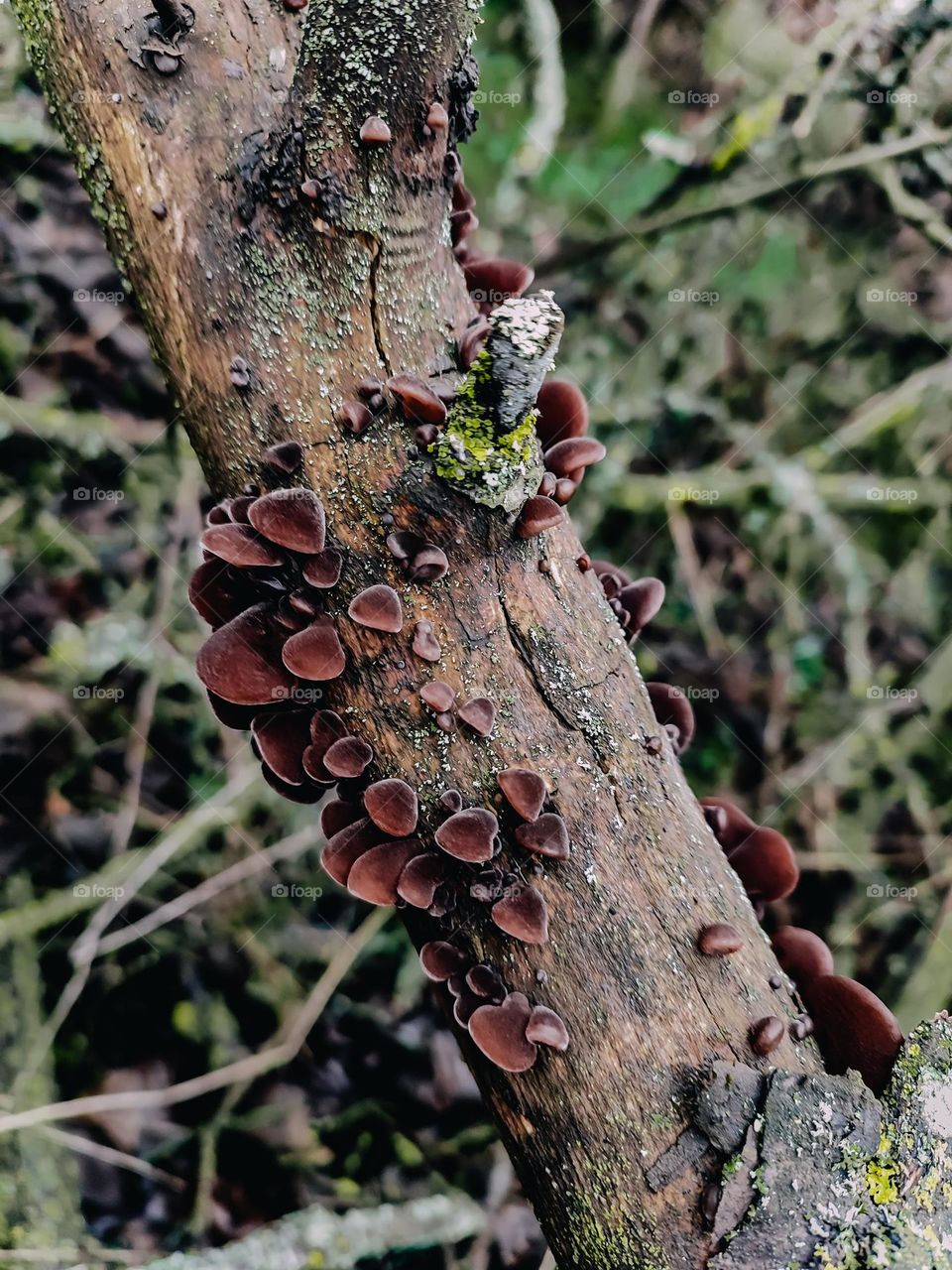 Little brown ear like wild mushrooms Auricularia auricula-judae on the tree trunk