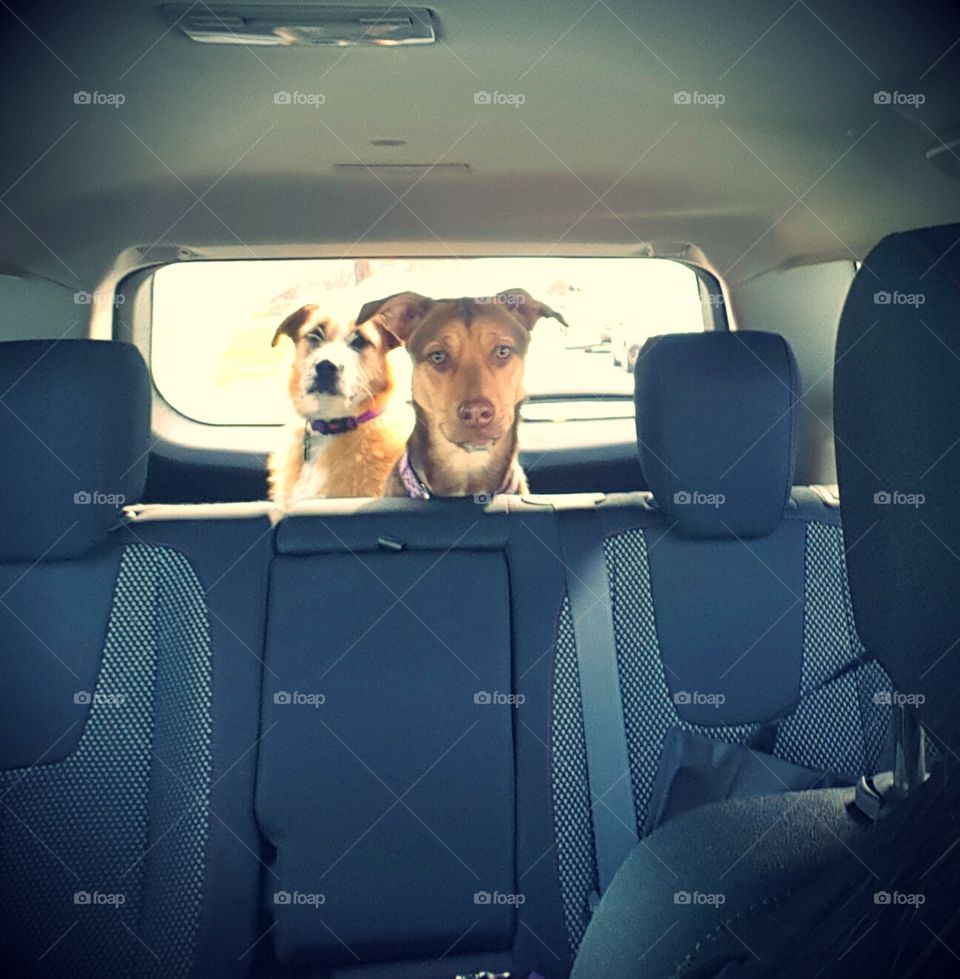 Partners in crime.  The look Their faces are priceless.  They both don't like car rides.