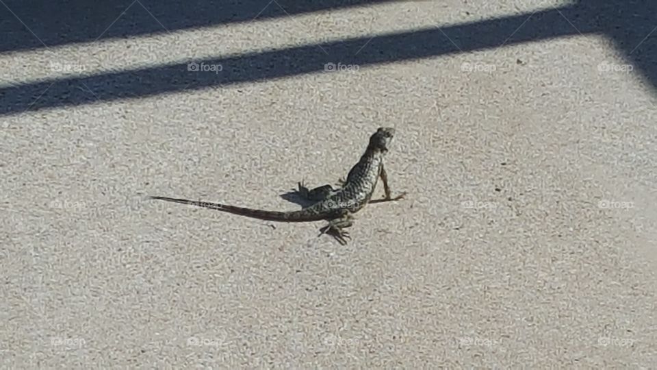 Backyard lizard