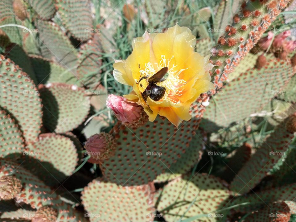 Cactus