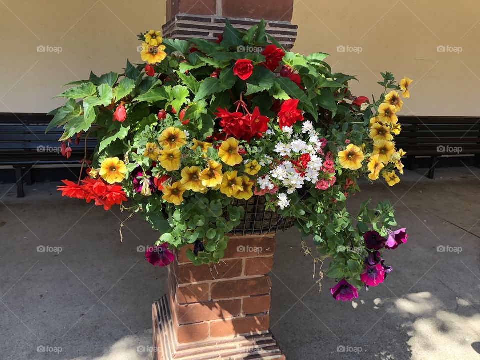 Connaught Gardens In Sidmouth is blessed with having outstanding hanging baskets for its gardens.
