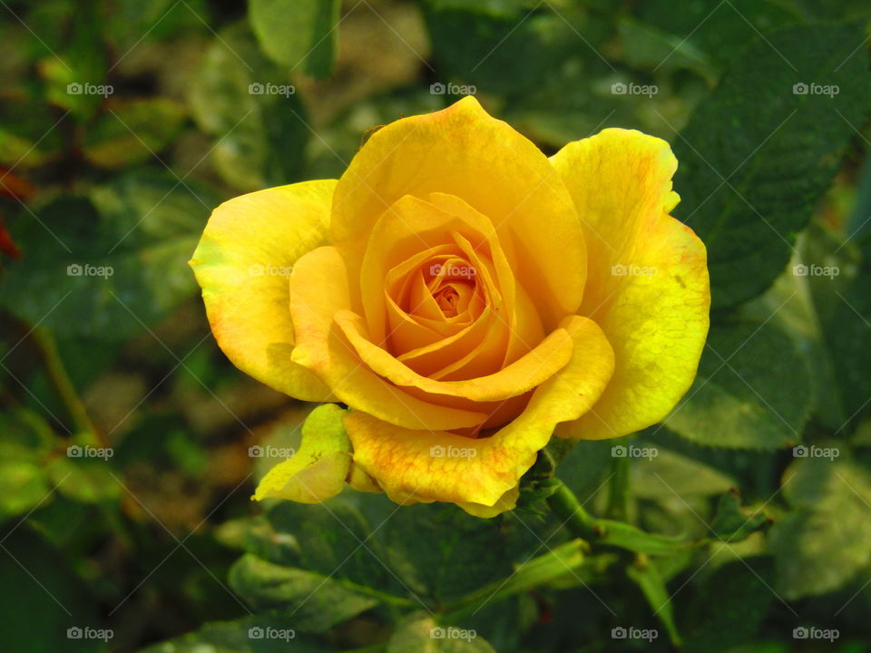 Beautiful yellow rose with beautiful natural background in india