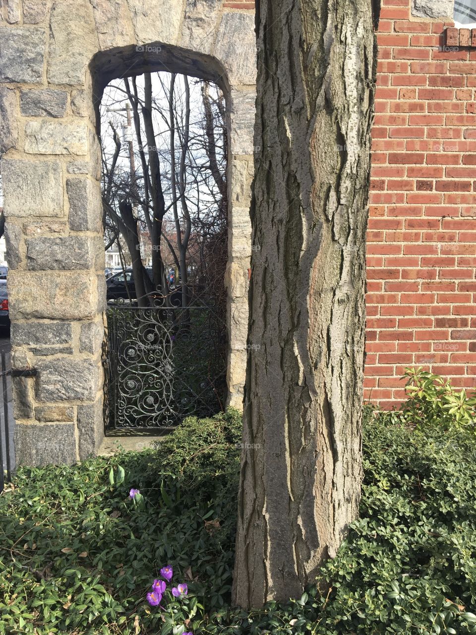 Tree with rugged bark in front of brick building and arched stone window with ironwork, purple crocus and greenery 