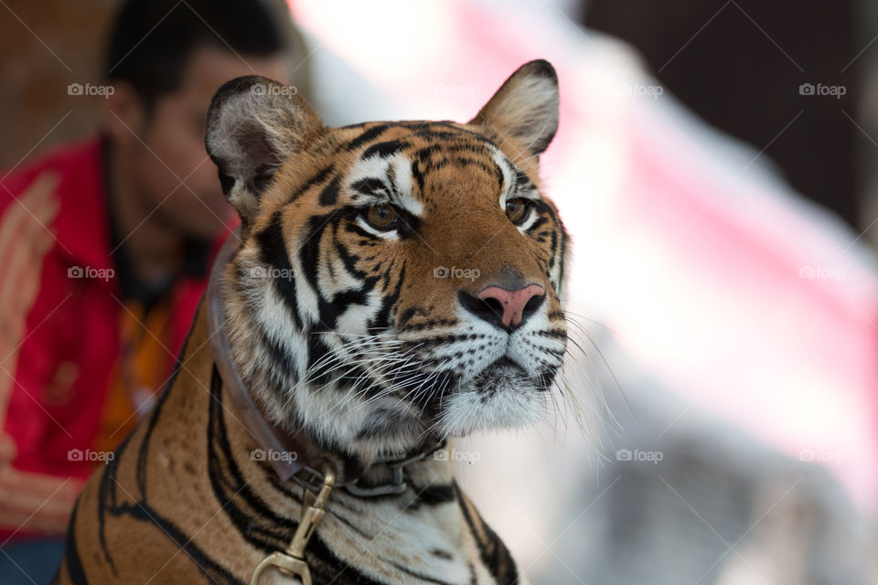 Cat, Tiger, Wildlife, Portrait, Mammal