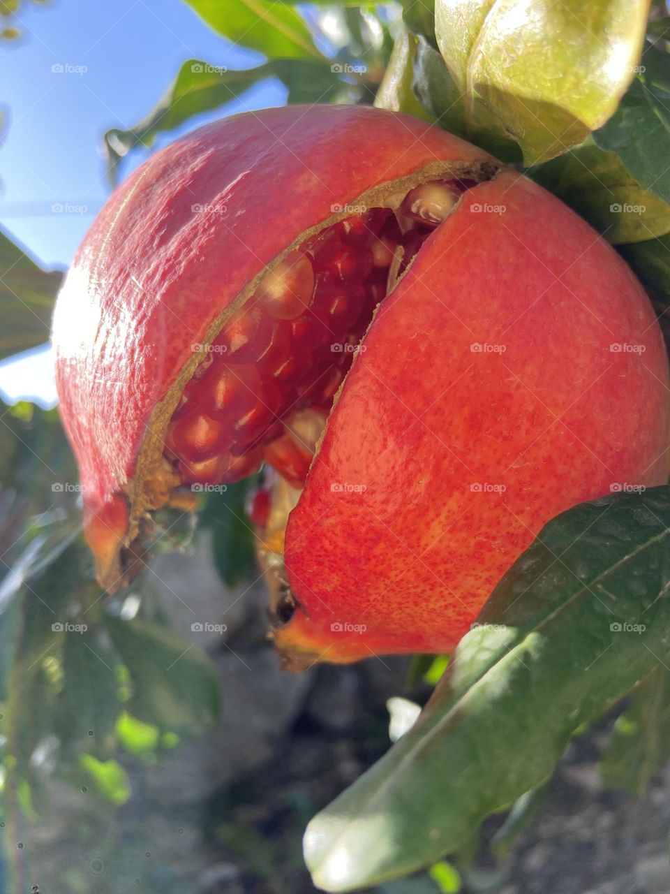 Pomegranate bursting with flavor.