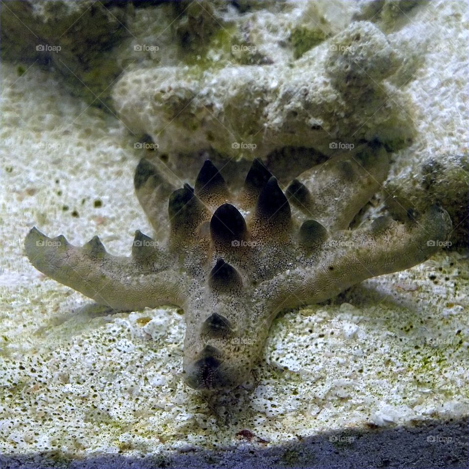 chocolate chip cookie dough starfish