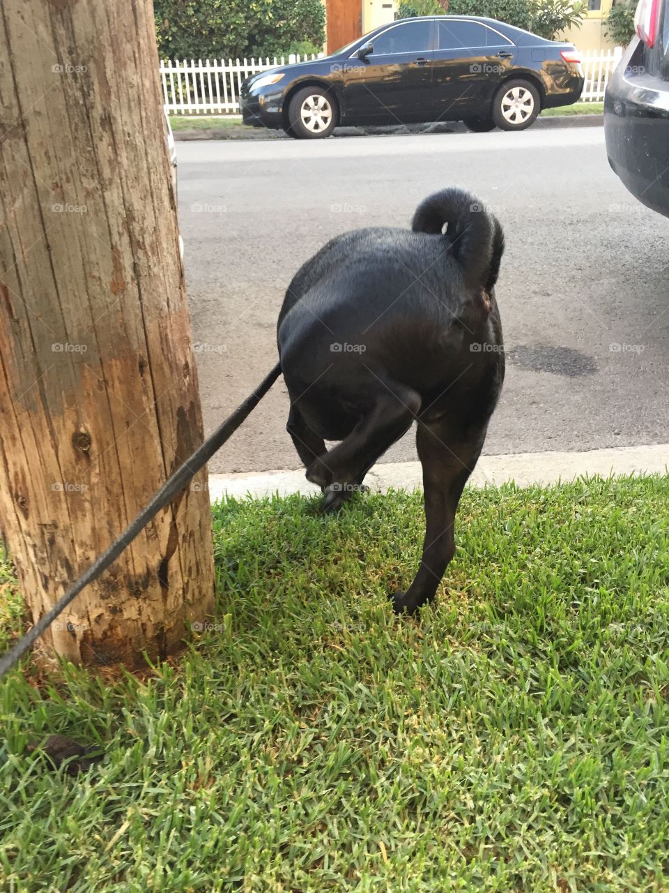 Action Shot of Black Dog Scraping Paws on Grass
