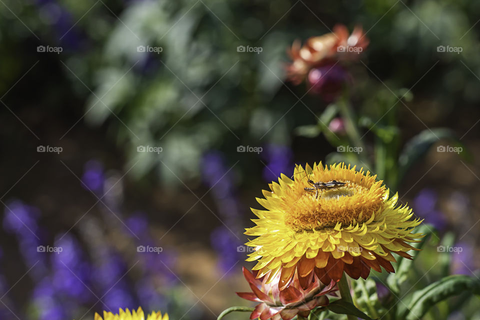 Insect on yellow flowers or Helichrysum bracteatum in garden.