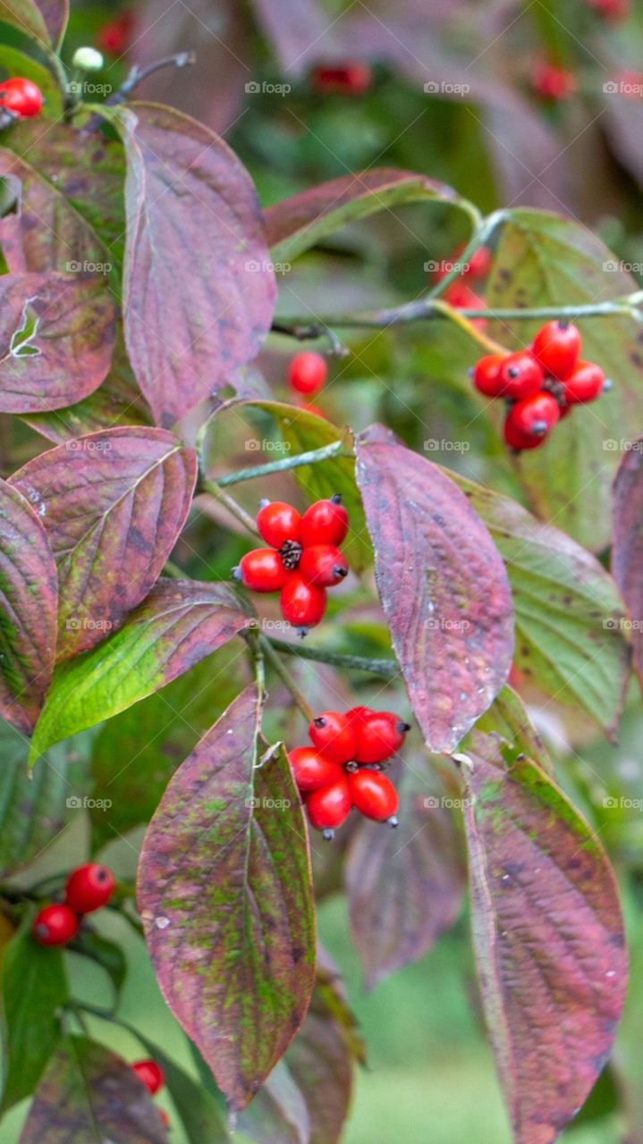 Delicious 🍒 Cherry