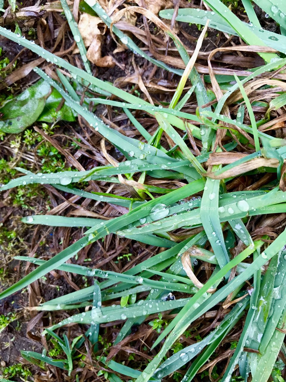 Raindrops on the grass 