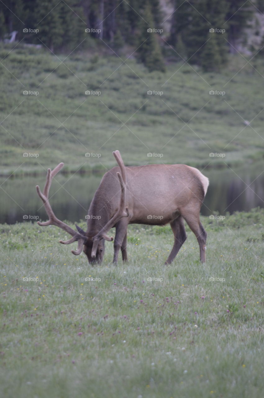 elk