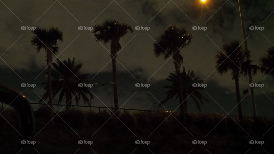 Beach, Tree, Backlit, Sunset, Seashore