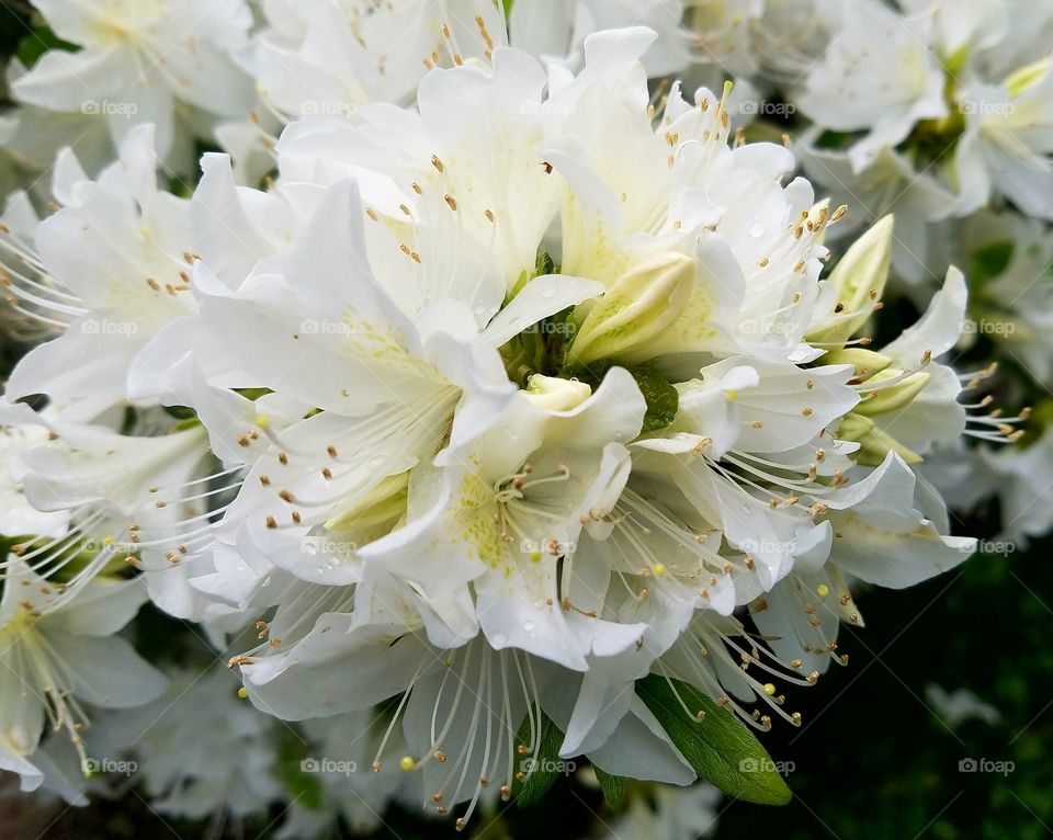 close-up of an azalea bush