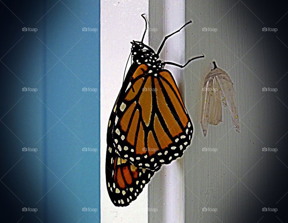 Renewal of the Monarch 