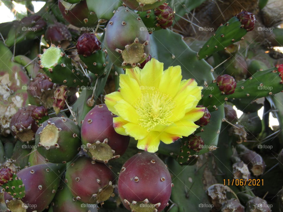 flor del camino