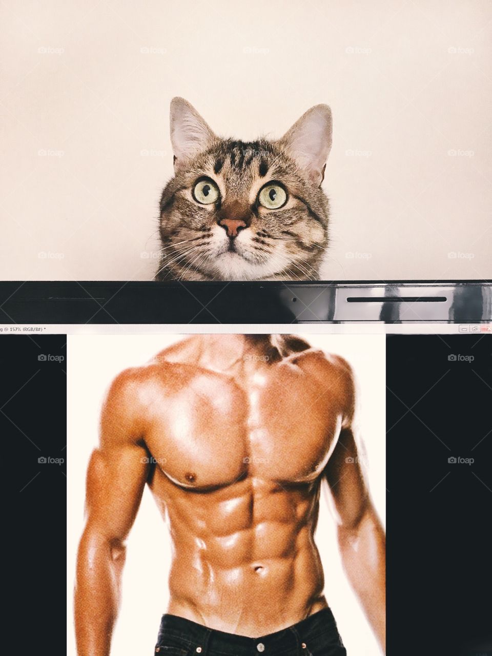 Cute cat. Strong funny cat