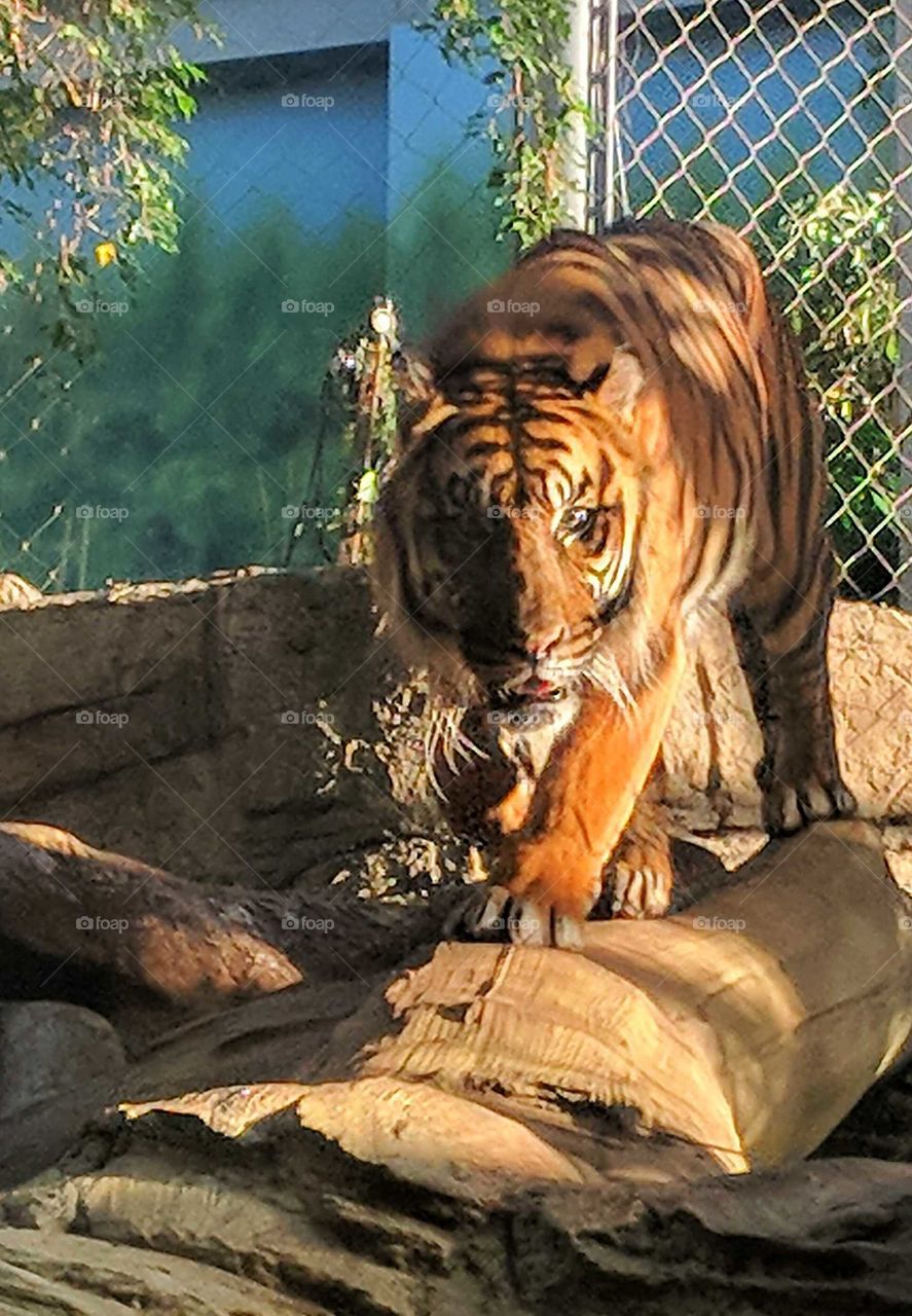Gorgeous Tiger at the Denver Aquarium