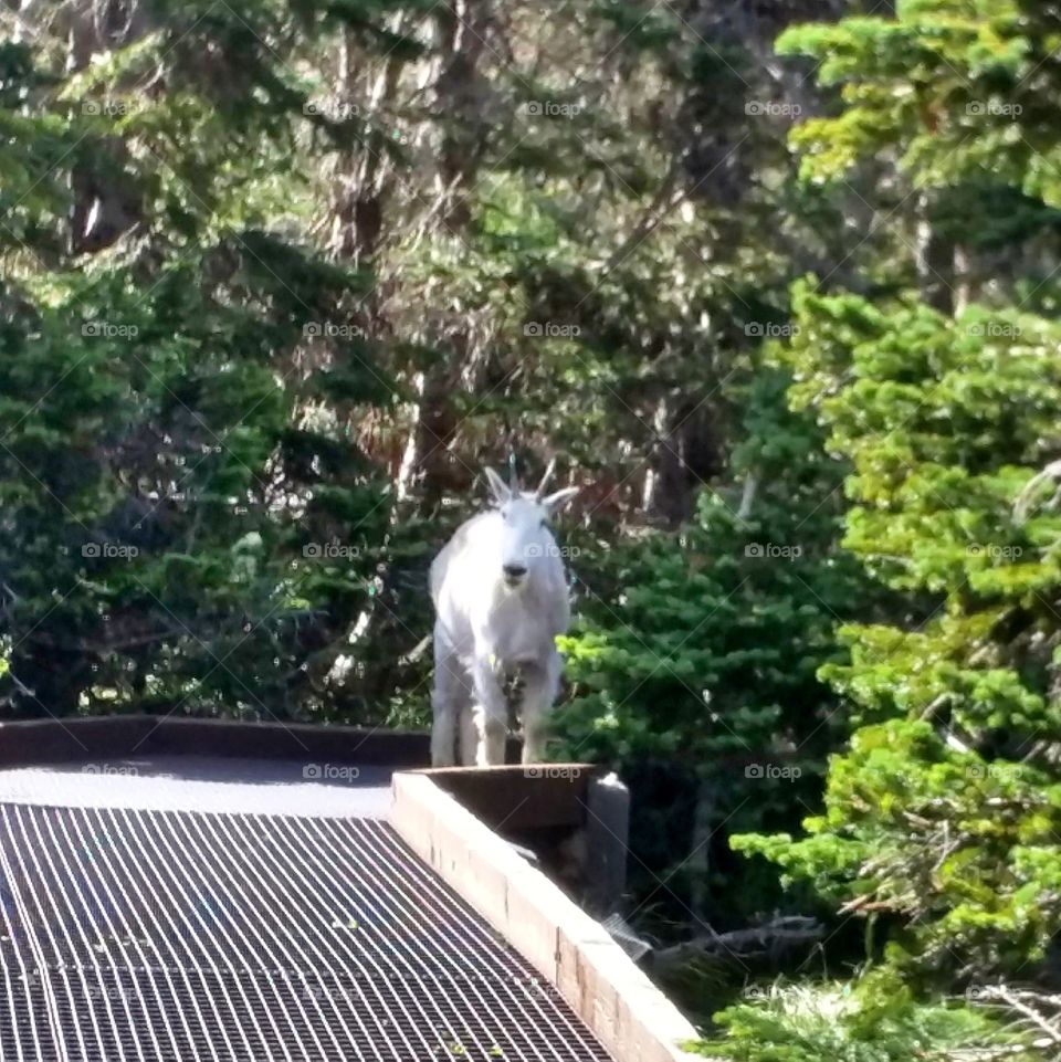 Mountain Goat at Glacier National Park, MT, Spring