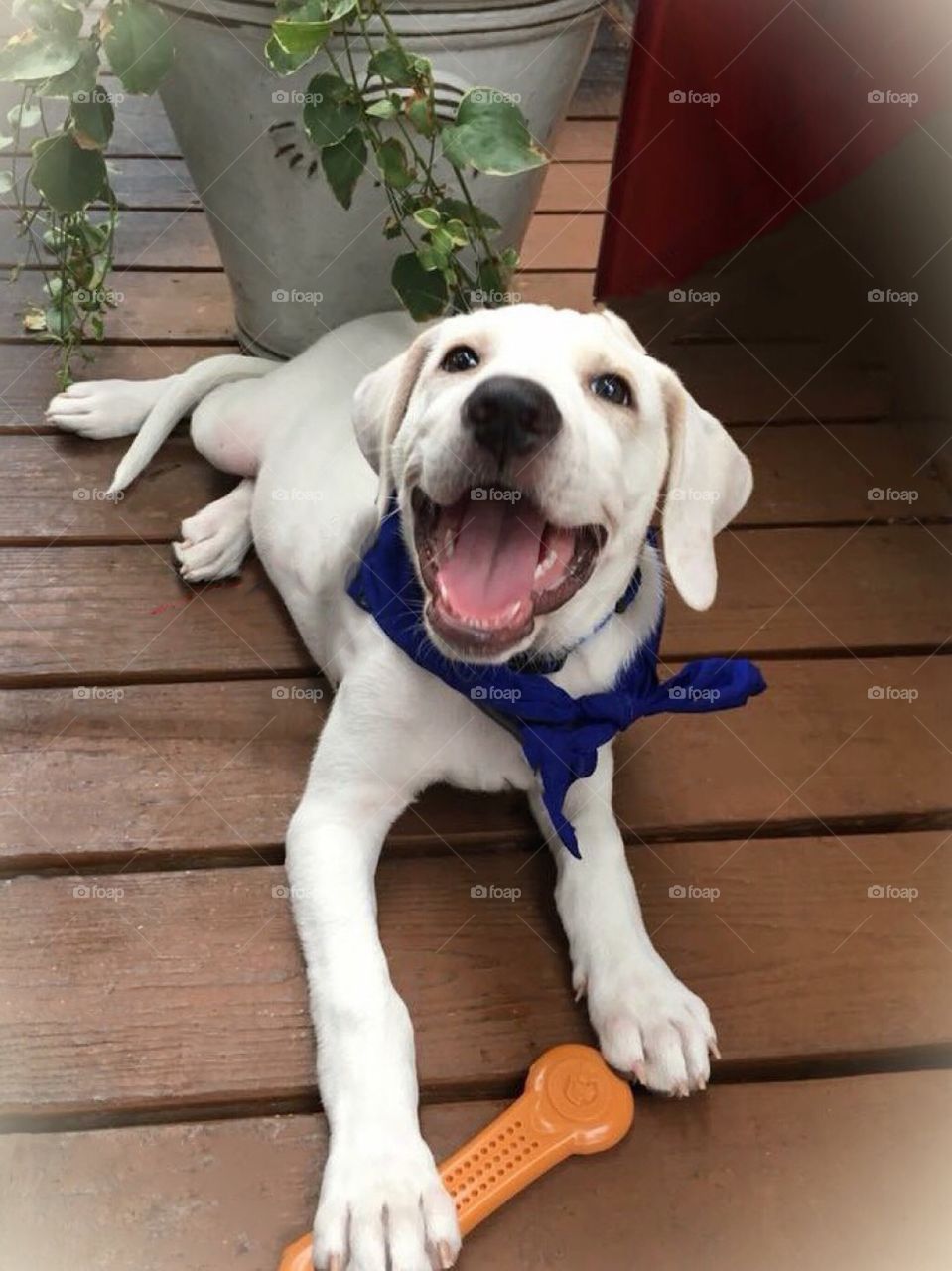 Adorable Labrador Retriever puppy who was rescued and adopted by a wonderful family and now has a forever home!  He’s very happy about it! ☺️