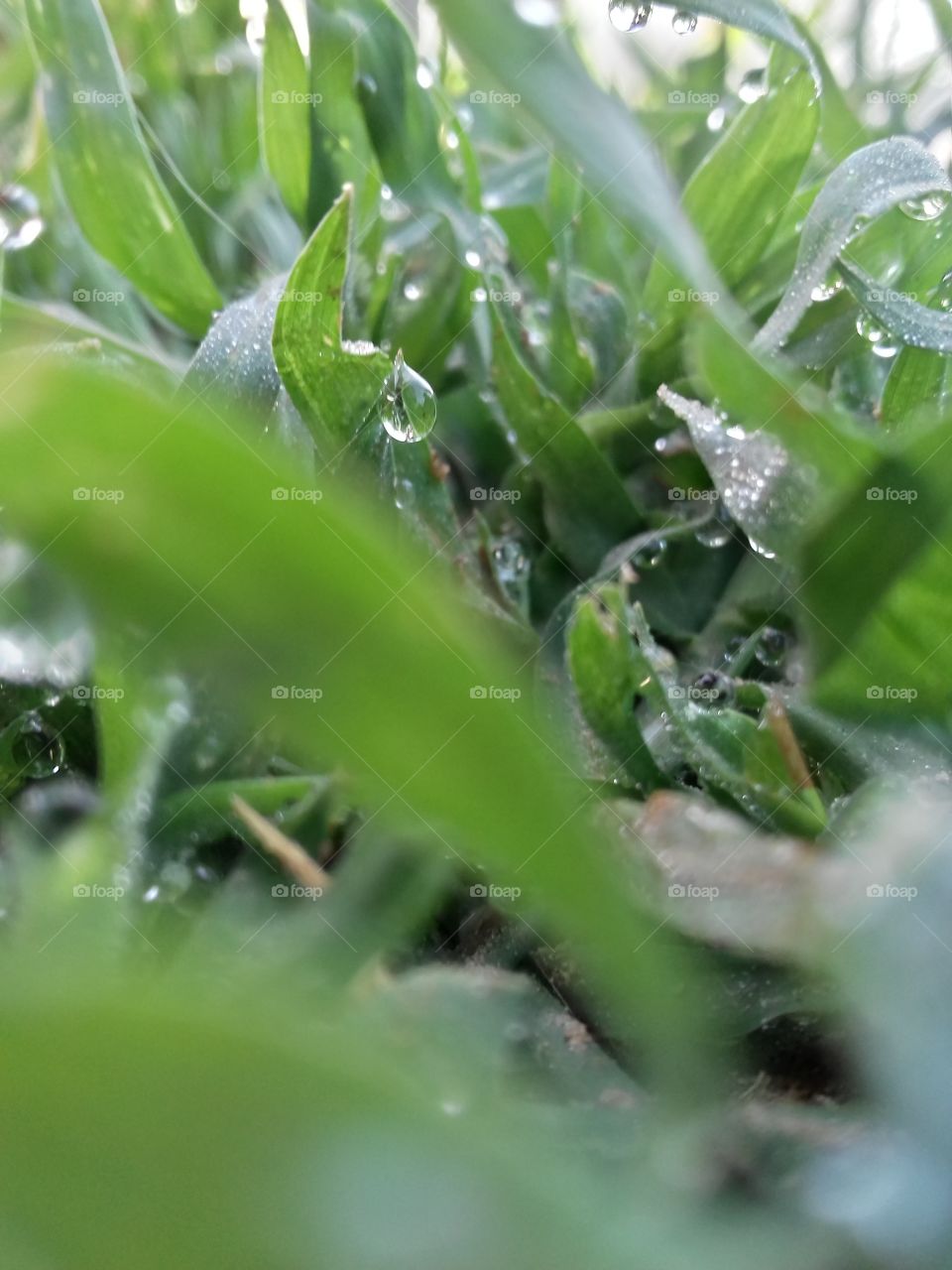 grassland is best land on earth.