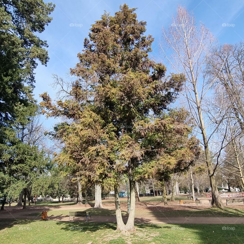 tree in the park