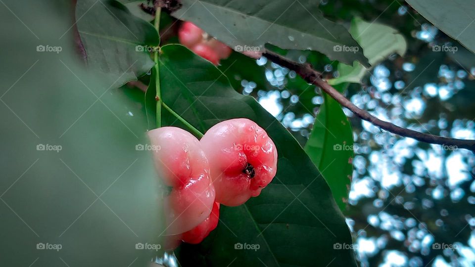 Syzygium aqueum is a species of brush cherry tree. Its common names include watery rose apple, water apple and bell fruit,