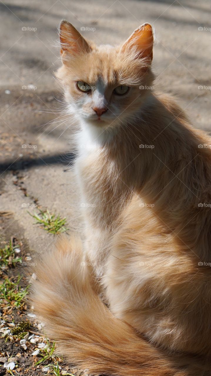 Fluffy cats 