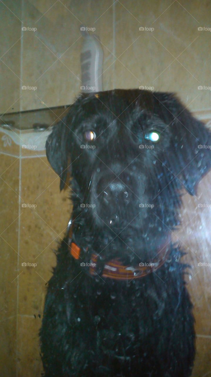 my dog in the shower 