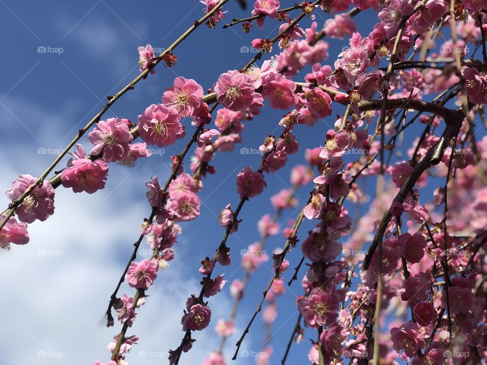 Beauty of japan cherry blossom