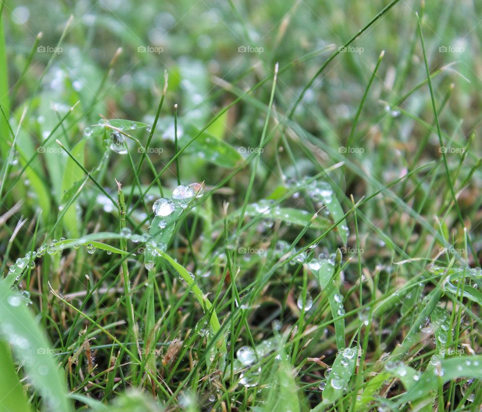 Dew on the grass
