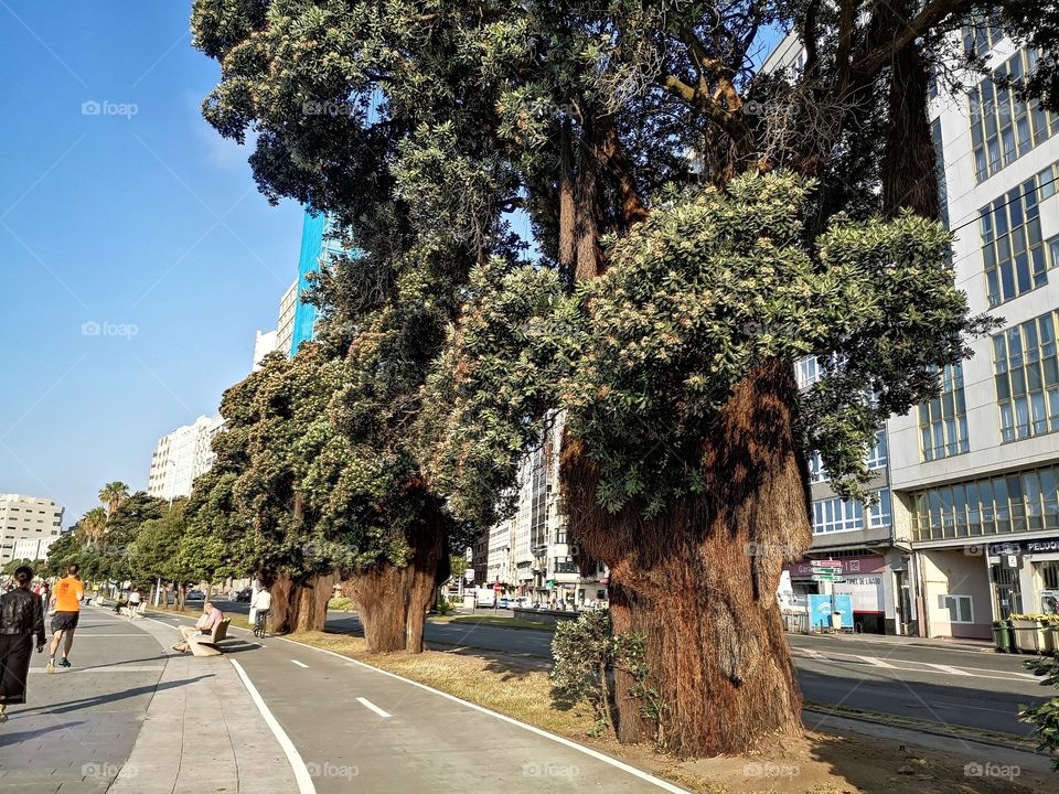 Camino en la ciudad con maravillosos árboles de formas peculiares