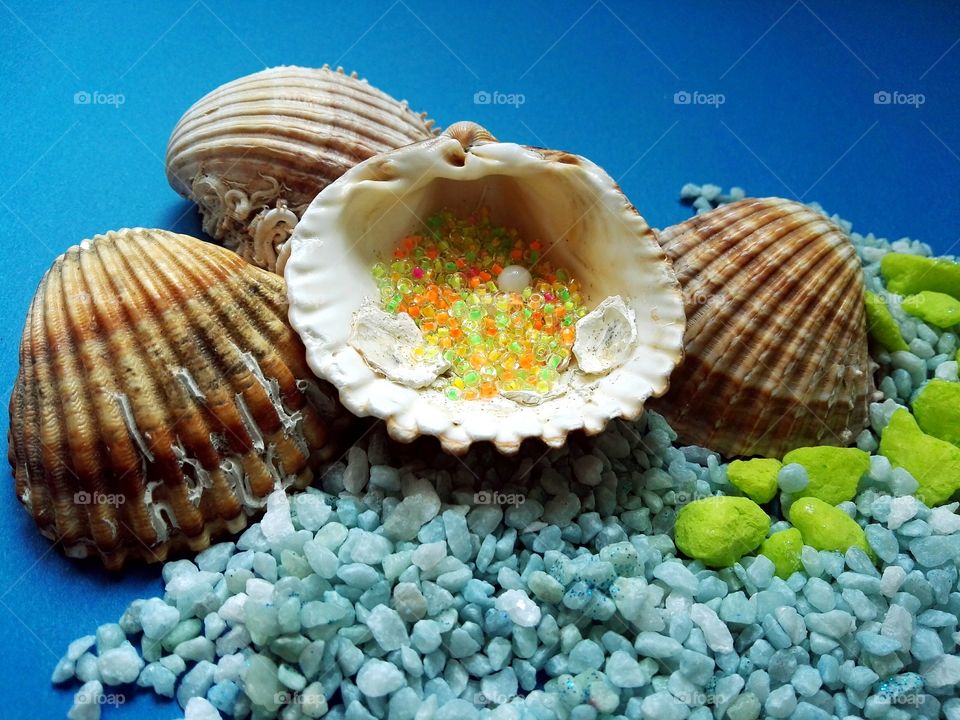 sea shells