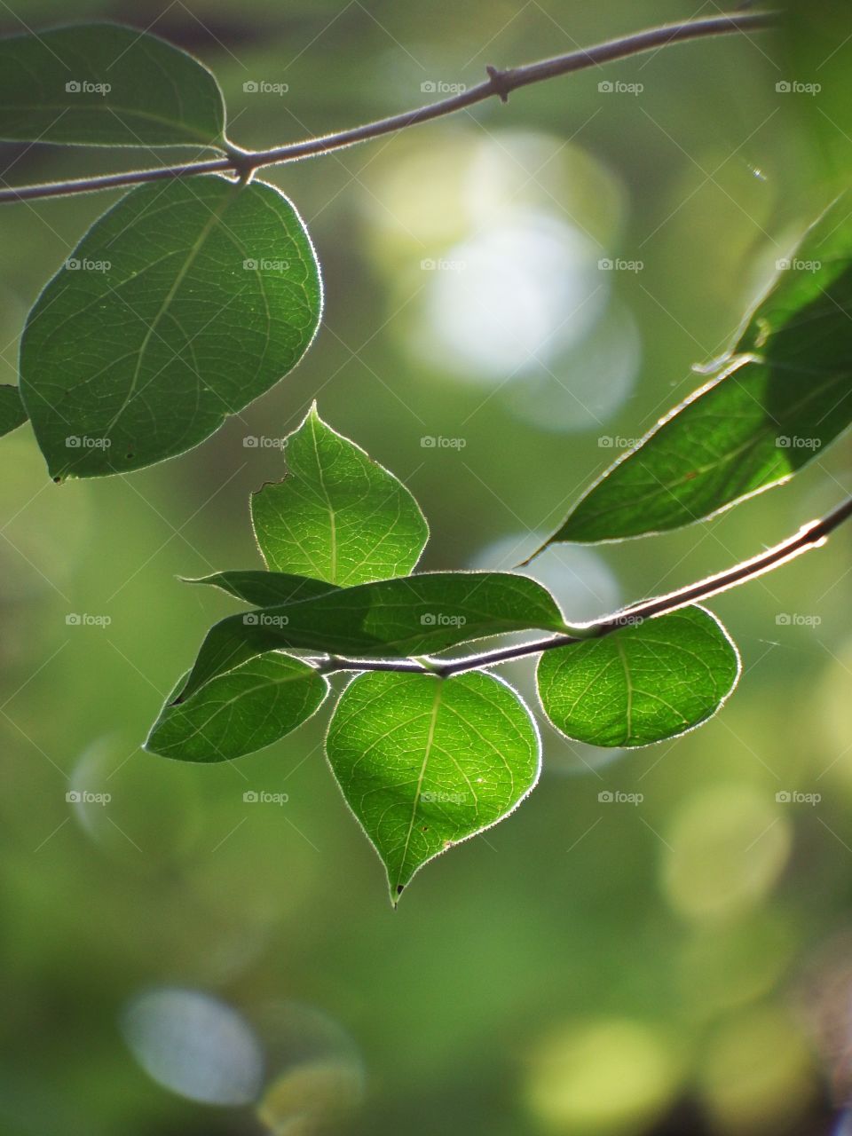 Beautiful green fresh spring tree leaves in the light.