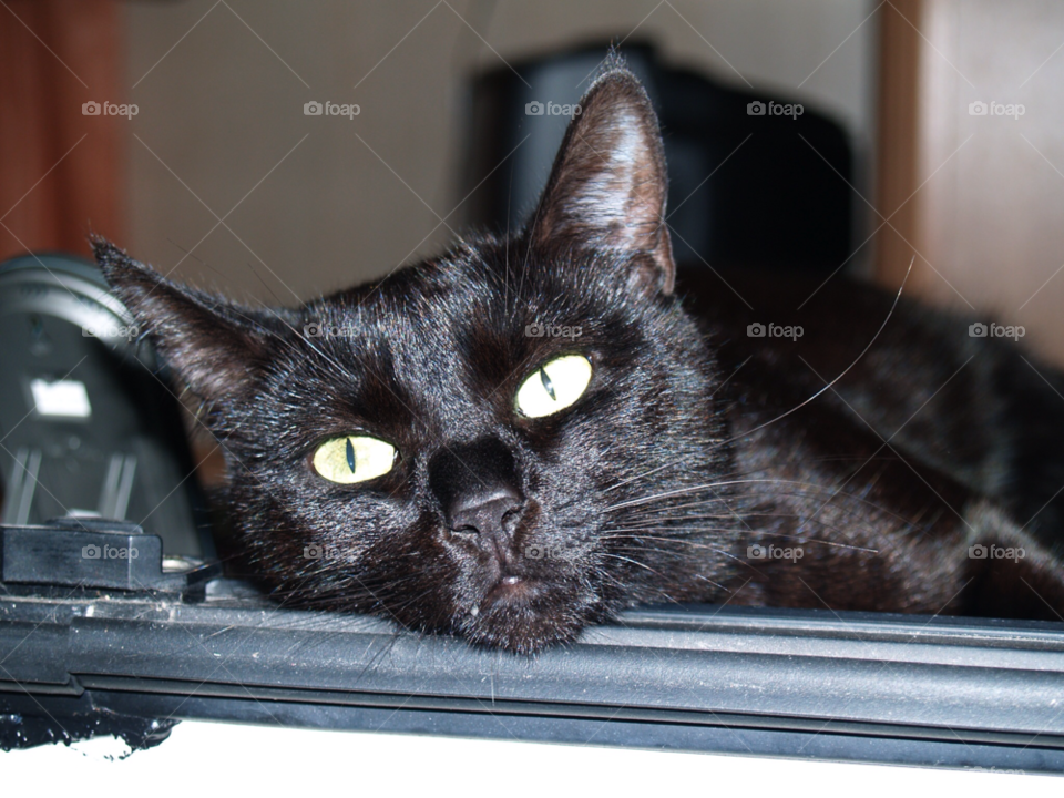 cat katt yellow pet by kalubro