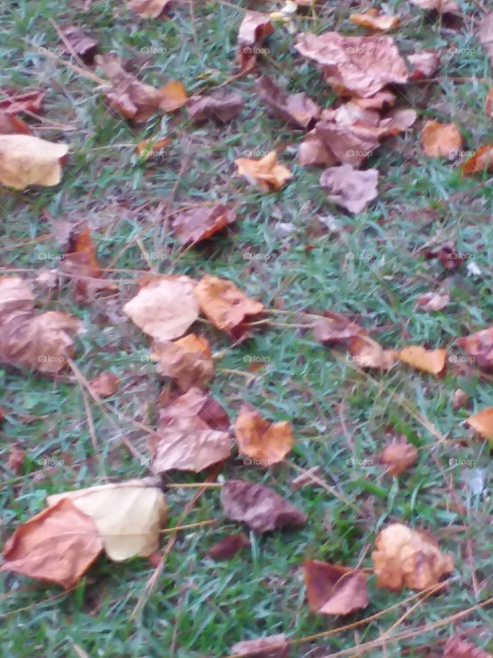 closeup of fall leaves