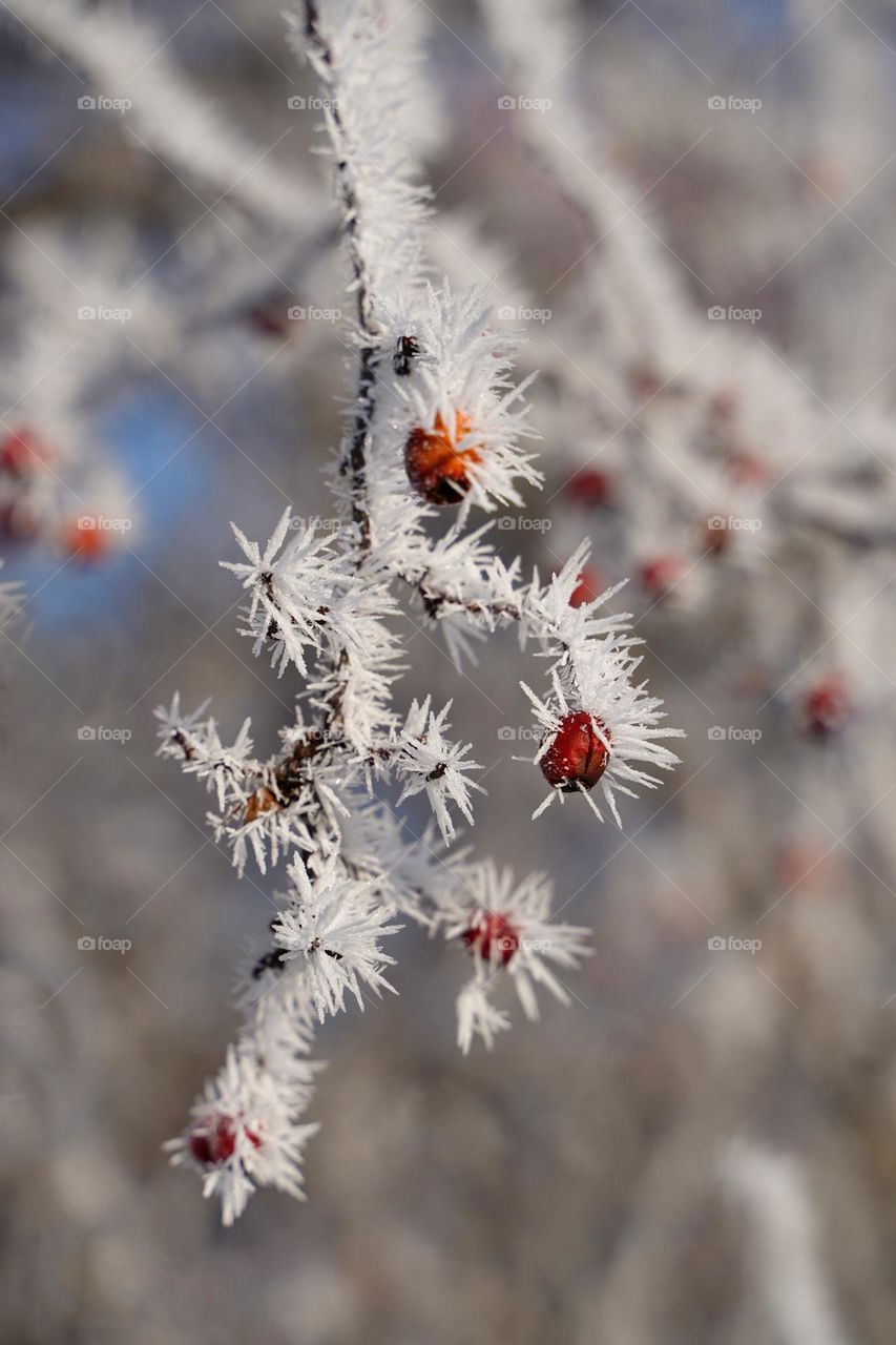 Branch of a plant with red berries in frost