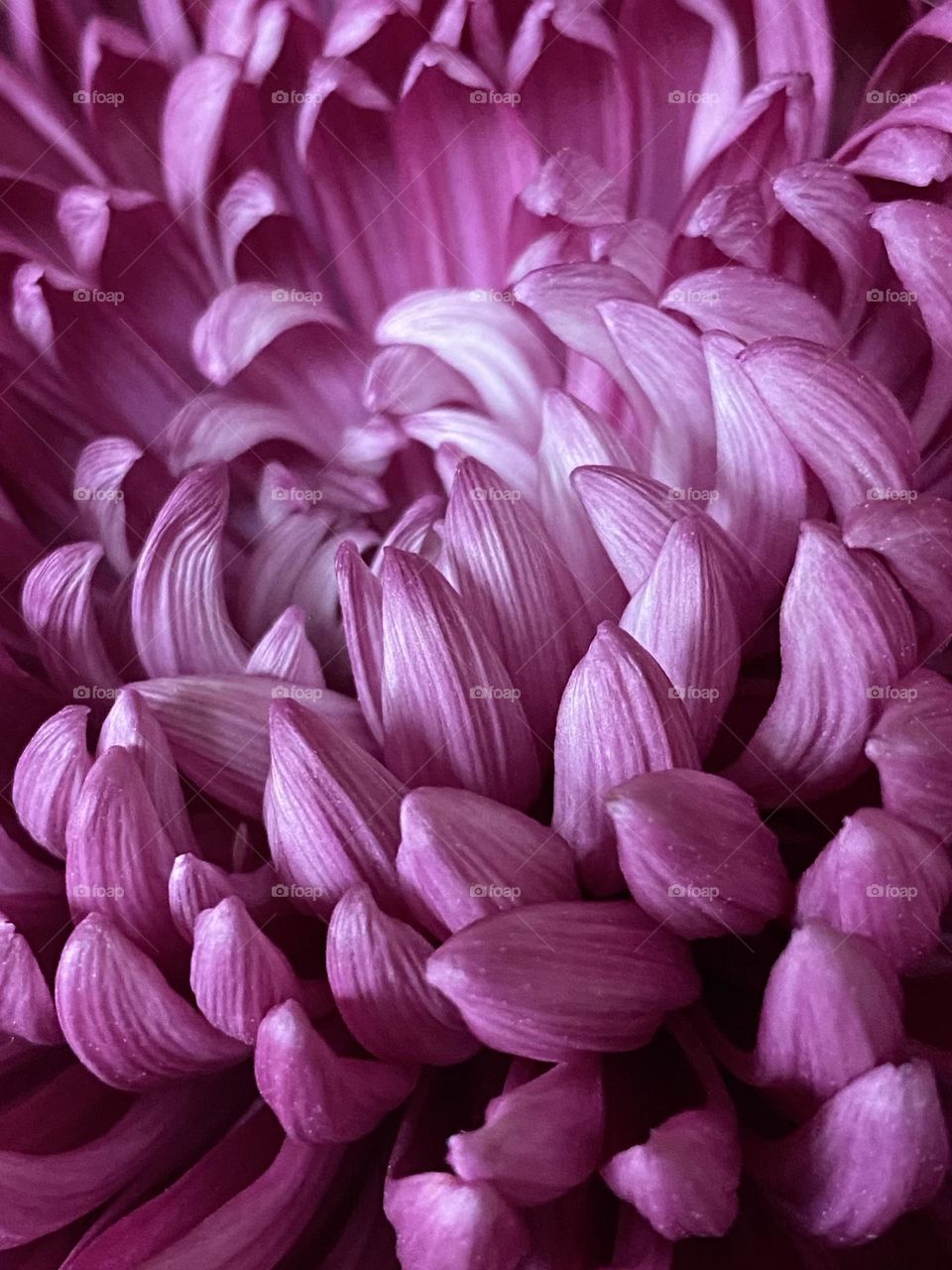 Pink flower Macro flower petals 
