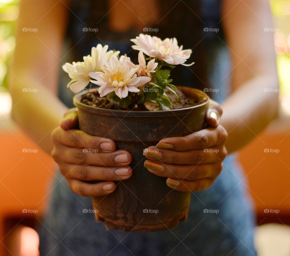 Woman hand holding flower pot