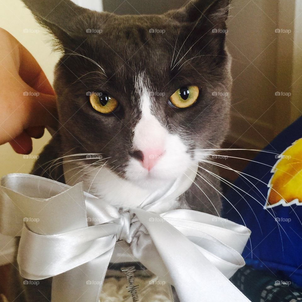 Cat and a bow 