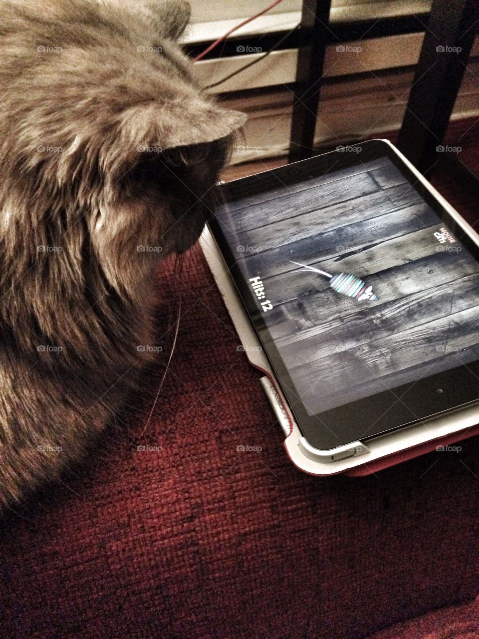 Cat looking at mouse in mobile screen
