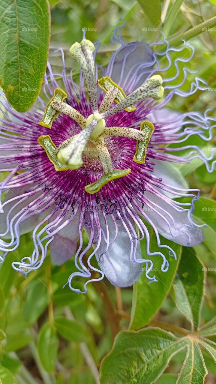 passion fruit from the bush, typical of the serrado.