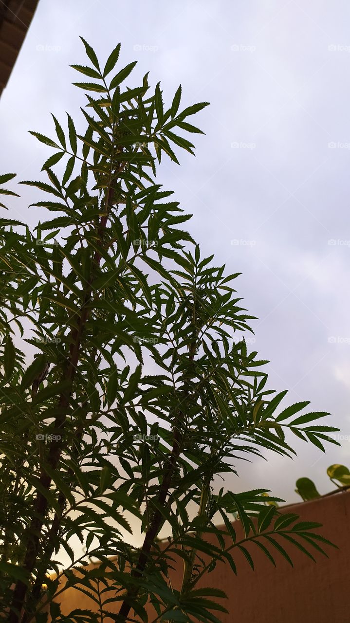 marigold trying to touch the sky