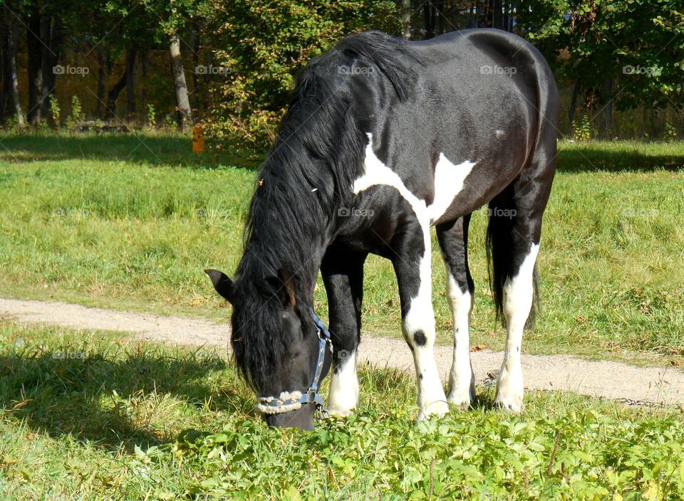 Grass, No Person, Mammal, Animal, Pasture