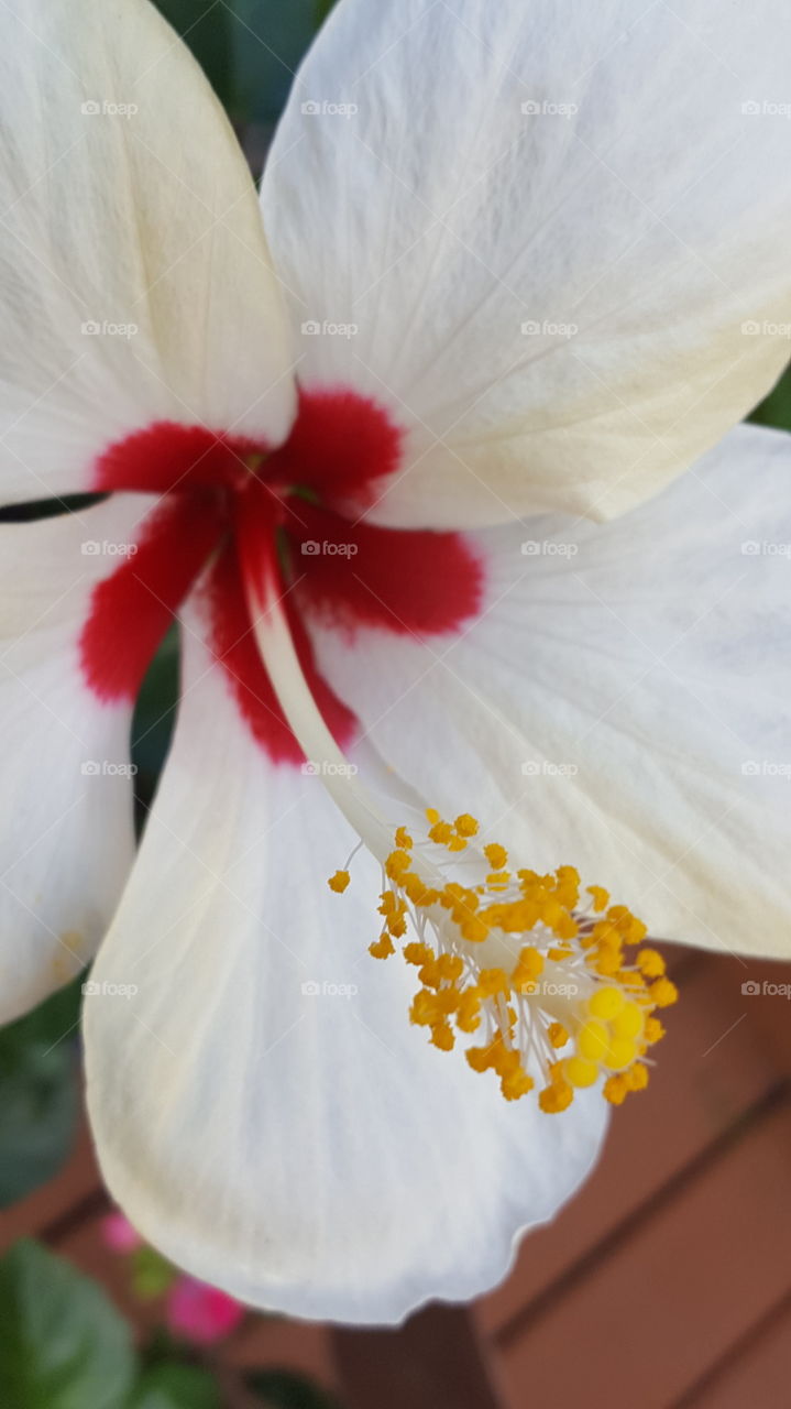 White hibiscus flower in bloom