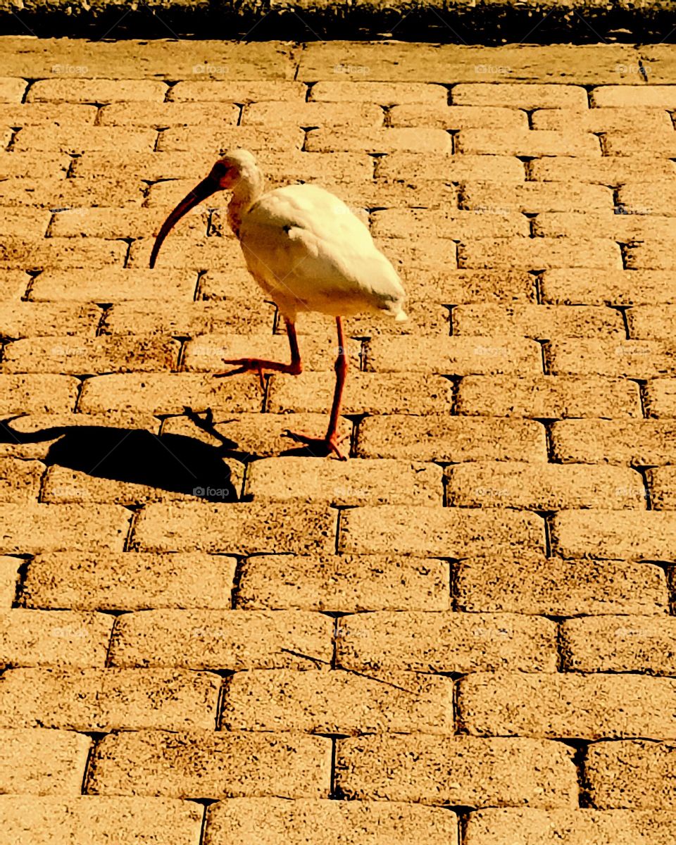 Some bird that was running around near a lake in Orlando Florida