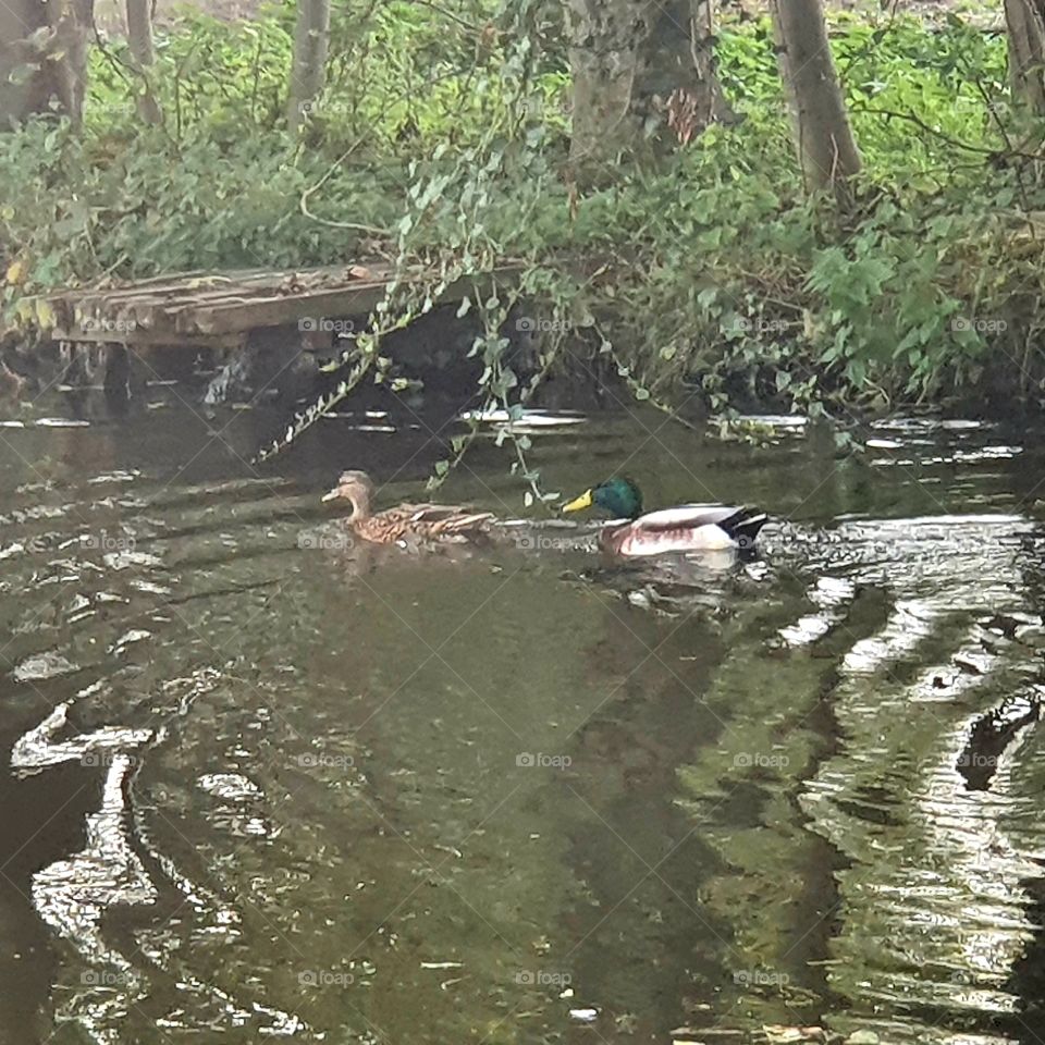 two ducks in the ditch