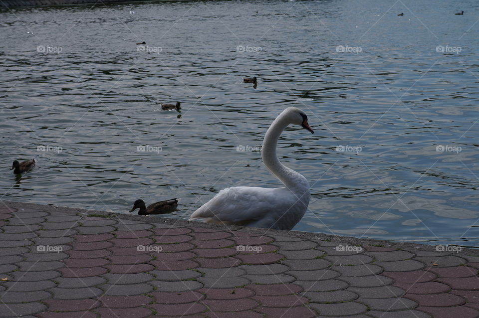 Young swan at lakeshore