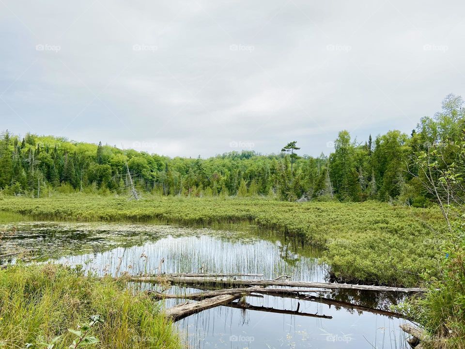 Thick green forest wetlands in Michigans Upper Peninsula